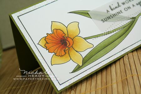 Daffodil coloring closeup