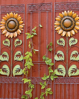 Sunflower trellises